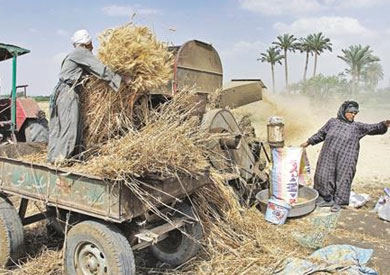 ارشيفية لمحصول القمح